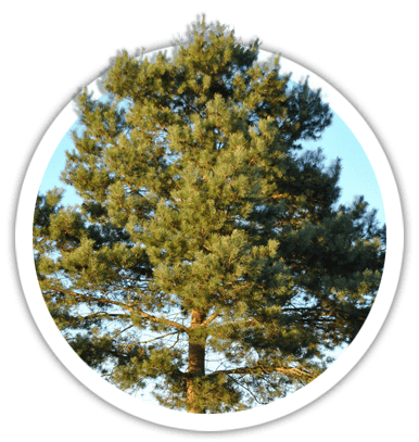 Сосна звичайна / Pinus sylvestris